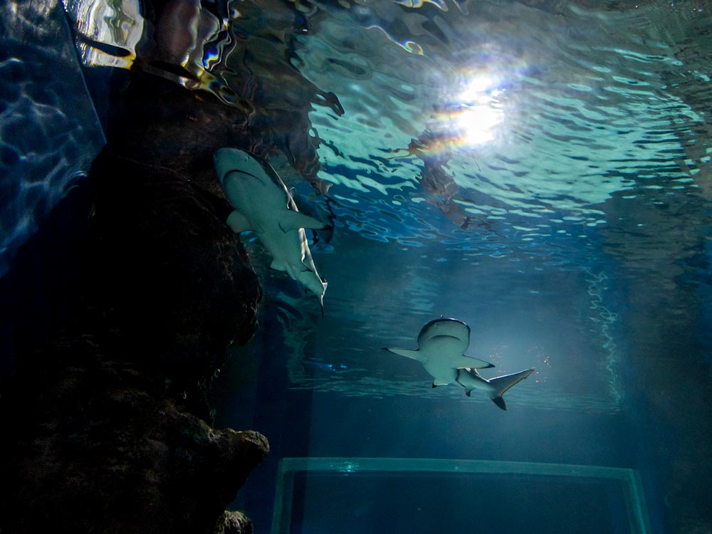 foto-aquarium-nadar-con-tiburones