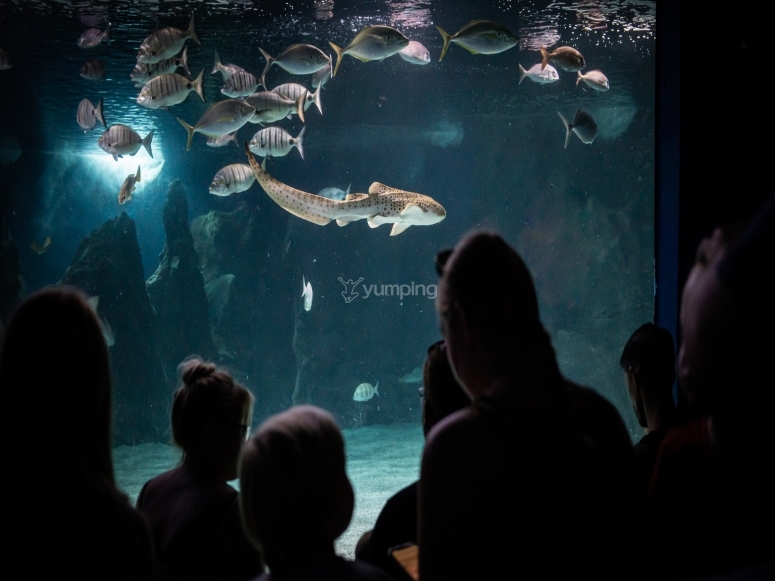 tb_e-19756120-aquariumlanzarote-80168907791616890779309342